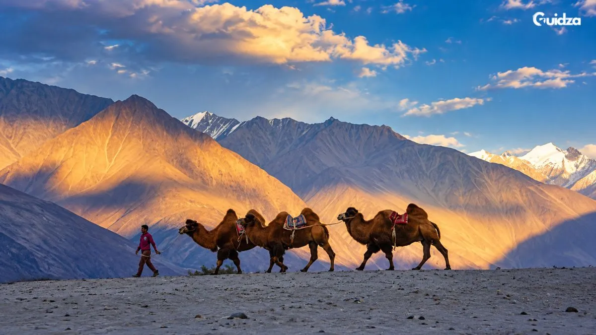 camel in nubra